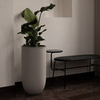 Rise Golvkruka, Mole