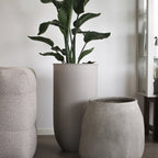 Rise Golvkruka, Mole